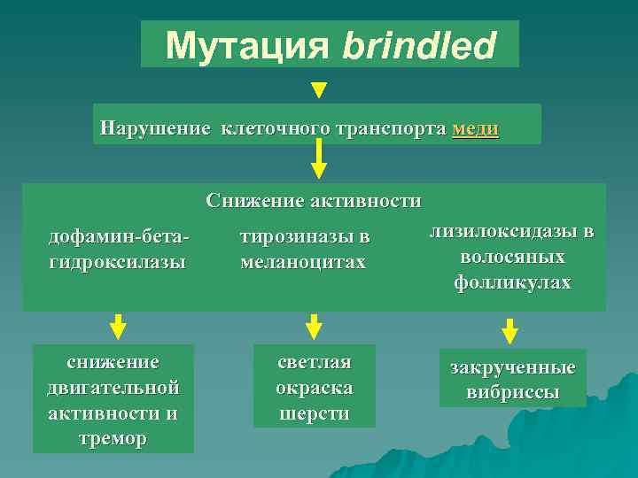   Мутация brindled Нарушение клеточного транспорта меди     Снижение активности