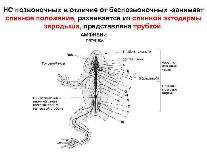 НС позвоночных в отличие от беспозвоночных -занимает спинное положение, развивается из спинной эктодермы зародыша,