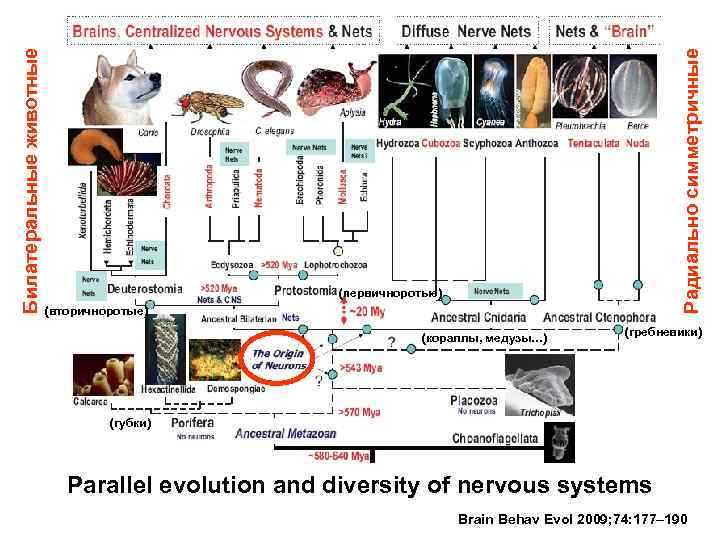 Радиально симметричные Билатеральные животные (первичноротые) (вторичноротые) (кораллы, медузы…) (гребневики) (губки) Parallel evolution and diversity