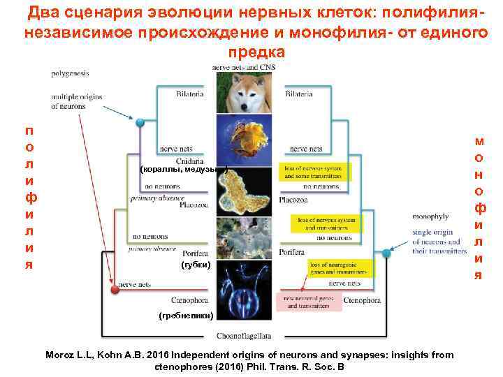 Два сценария эволюции нервных клеток: полифилиянезависимое происхождение и монофилия- от единого предка п о