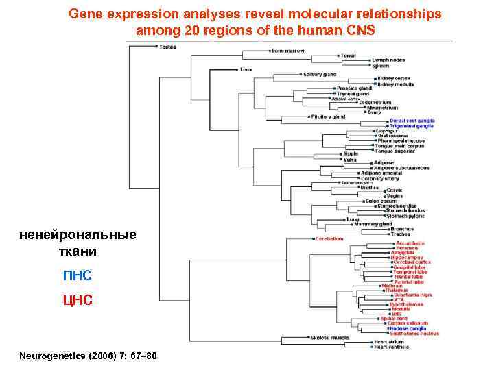 Gene expression analyses reveal molecular relationships among 20 regions of the human CNS ненейрональные