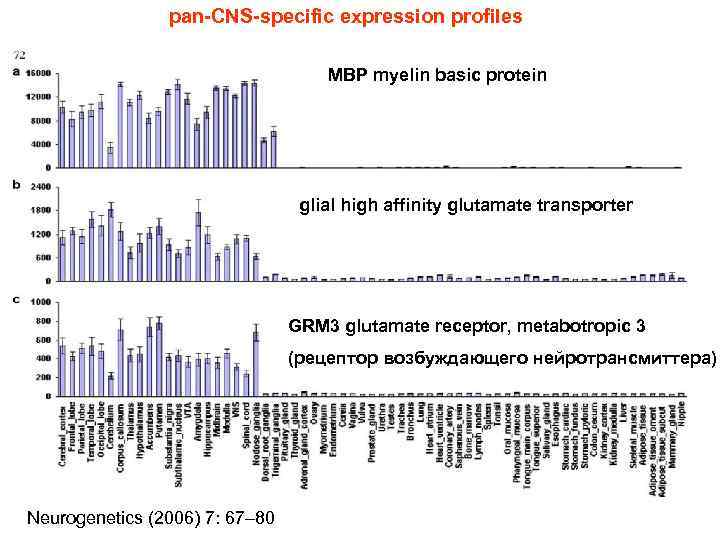 pan-CNS-specific expression profiles MBP myelin basic protein glial high affinity glutamate transporter GRM 3