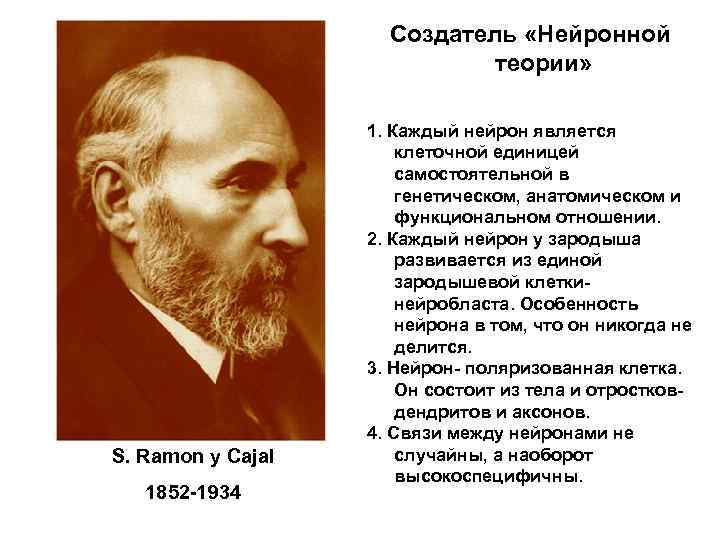 Создатель «Нейронной теории» S. Ramon y Cajal 1852 -1934 1. Каждый нейрон является клеточной