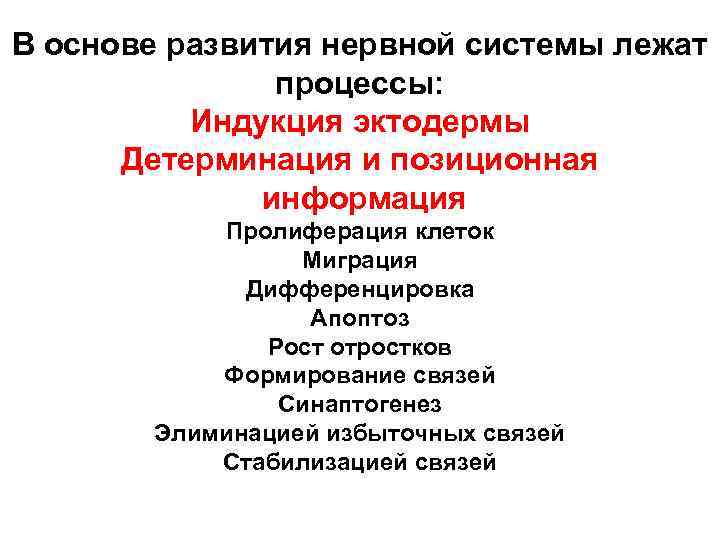 В основе развития нервной системы лежат процессы: Индукция эктодермы Детерминация и позиционная информация Пролиферация