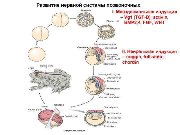 Развитие нервной системы позвоночных I. Мезодермальная индукция – Vg 1 (TGF-B), activin, BMP 2,