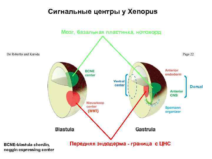 Сигнальные центры у Xenopus Мозг, базальная пластинка, нотохорд Dorsal (WNT) BCNE-blastula chordin, noggin expressing