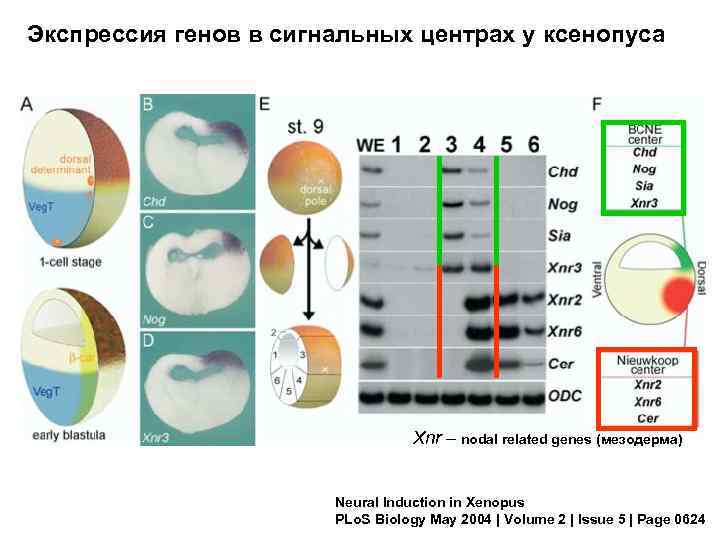 Экспрессия генов в сигнальных центрах у ксенопуса Xnr – nodal related genes (мезодерма) Neural