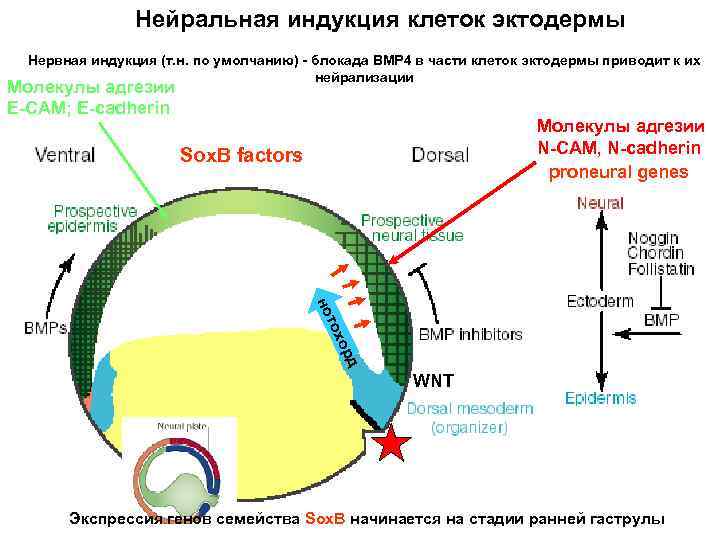 Нейральная индукция клеток эктодермы Нервная индукция (т. н. по умолчанию) - блокада BMP 4