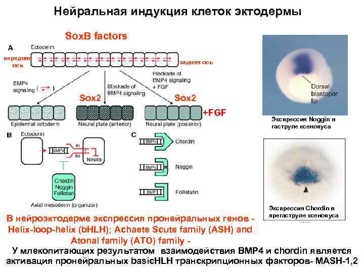 Нейральная индукция клеток эктодермы Sox. B factors передняя ось задняя ось Sox 2 +FGF
