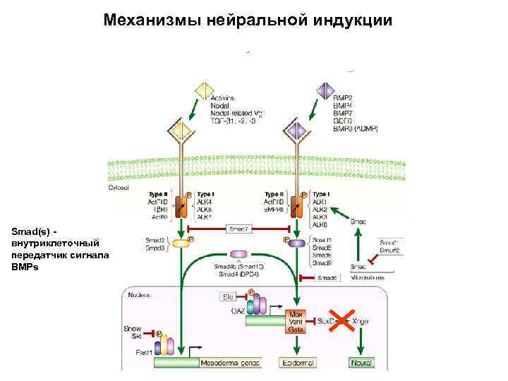 Механизмы нейральной индукции Smad(s) внутриклеточный передатчик сигнала BMPs 