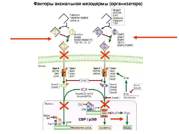 Факторы аксиальной мезодермы (организатора) CBP / p 300 