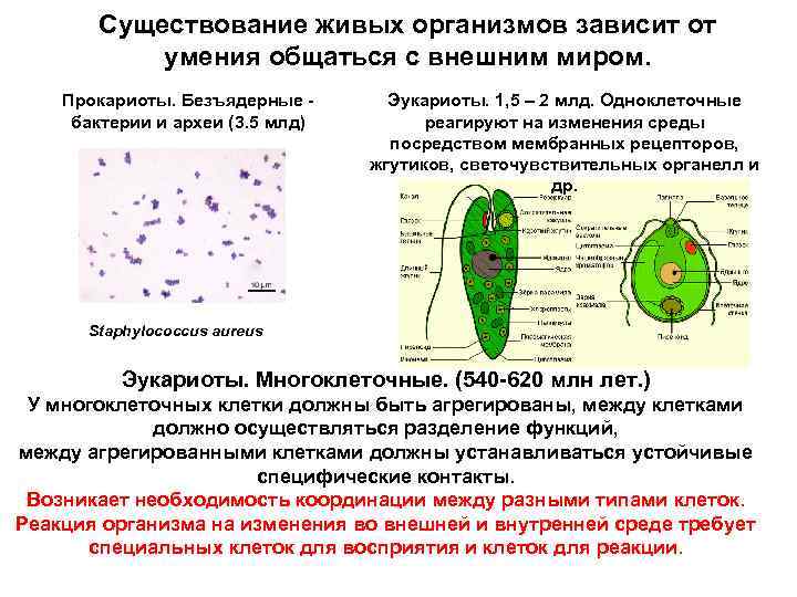 Существование живых организмов зависит от умения общаться с внешним миром. Прокариоты. Безъядерные бактерии и