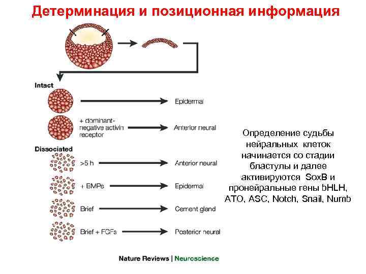 Детерминация и позиционная информация Определение судьбы нейральных клеток начинается со стадии бластулы и далее