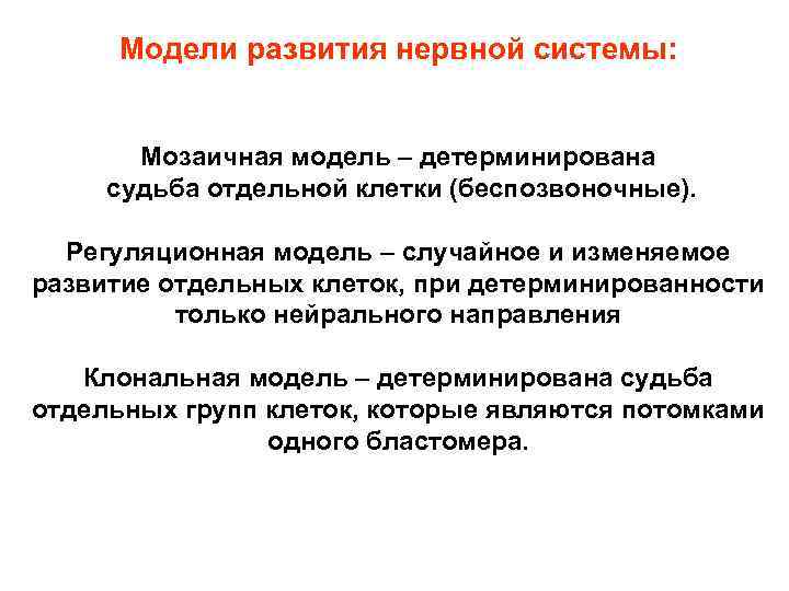 Модели развития нервной системы: Мозаичная модель – детерминирована судьба отдельной клетки (беспозвоночные). Регуляционная модель