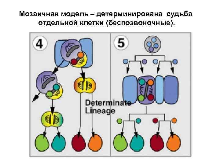 Мозаичная модель – детерминирована судьба отдельной клетки (беспозвоночные). 