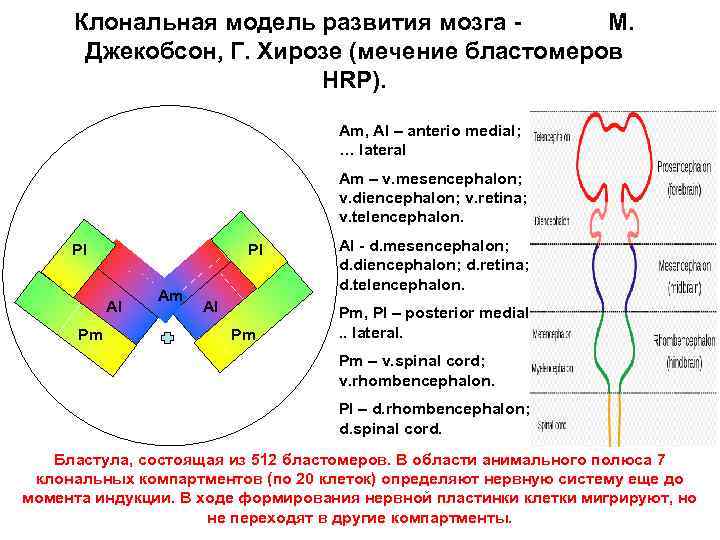 Клональная модель развития мозга М. Джекобсон, Г. Хирозе (мечение бластомеров HRP). Am, Al –