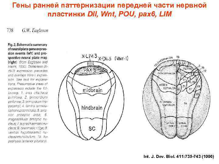 Гены ранней паттернизации передней части нервной пластинки Dll, Wnt, POU, pax 6, LIM Int.