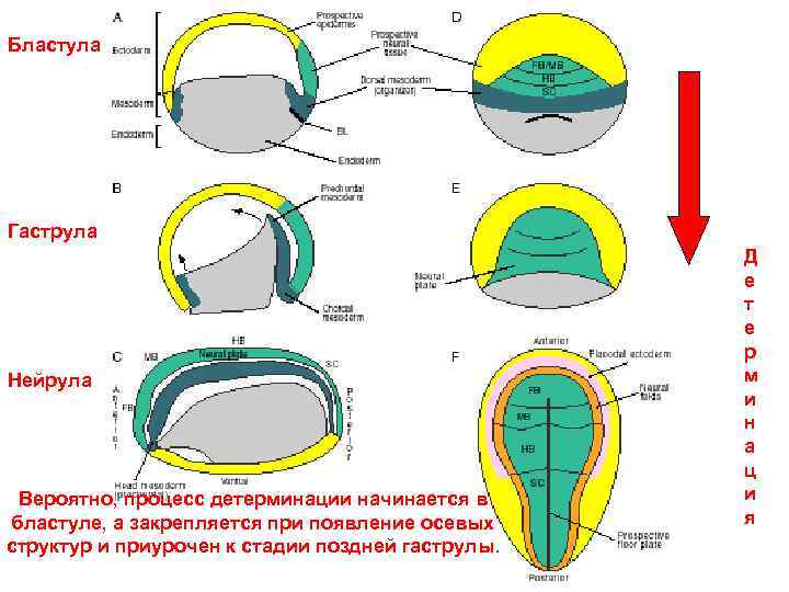 Бластула Гаструла Нейрула Вероятно, процесс детерминации начинается в бластуле, а закрепляется при появление осевых