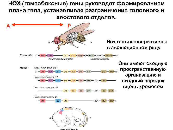 HOX (гомеобоксные) гены руководят формированием плана тела, устанавливая разграничение головного и хвостового отделов. А