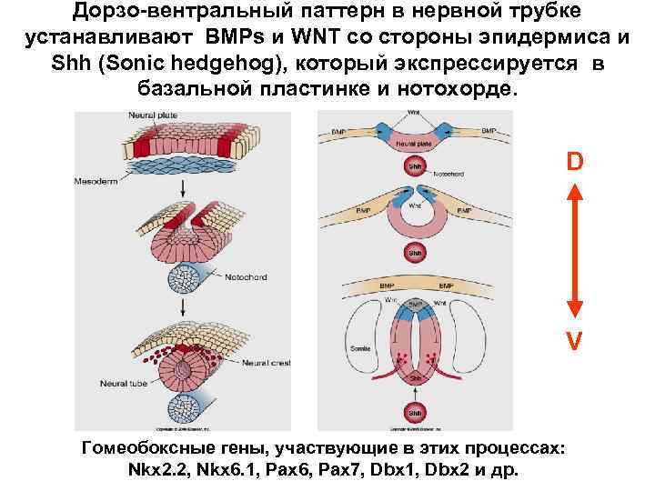 Дорзо-вентральный паттерн в нервной трубке устанавливают BMPs и WNT со стороны эпидермиса и Shh