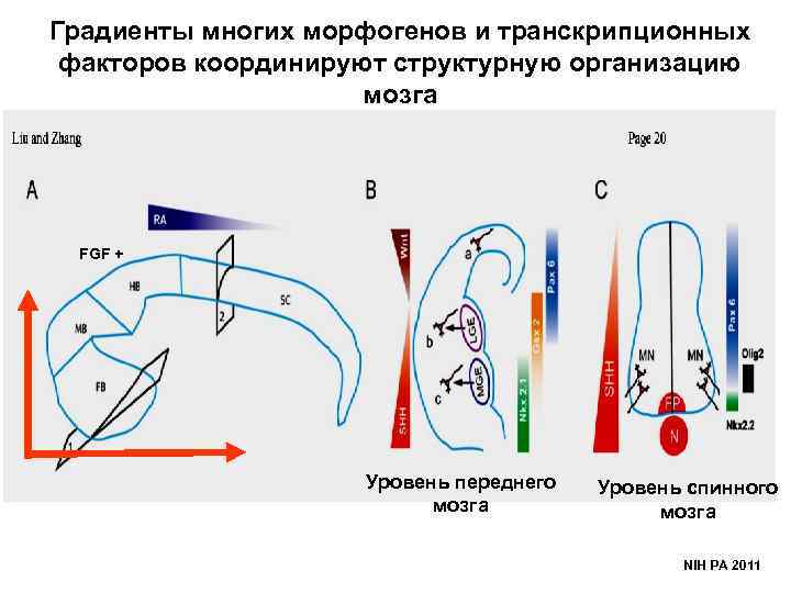 Градиенты многих морфогенов и транскрипционных факторов координируют структурную организацию мозга FGF + Уровень переднего