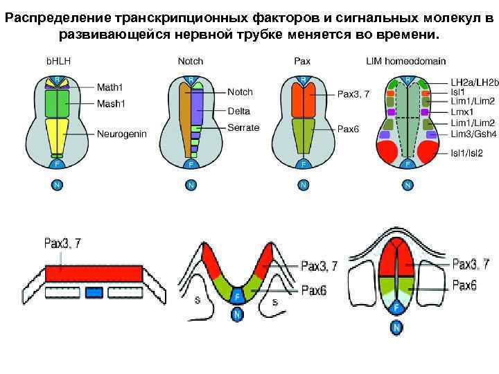 Распределение транскрипционных факторов и сигнальных молекул в развивающейся нервной трубке меняется во времени. 
