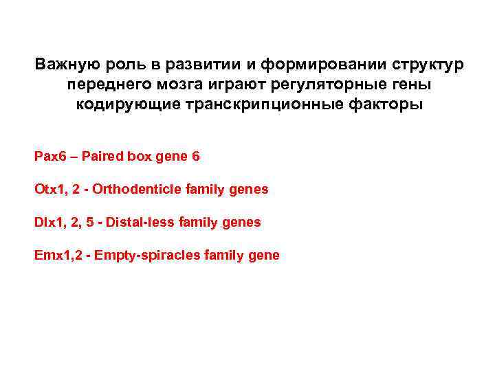 Важную роль в развитии и формировании структур переднего мозга играют регуляторные гены кодирующие транскрипционные