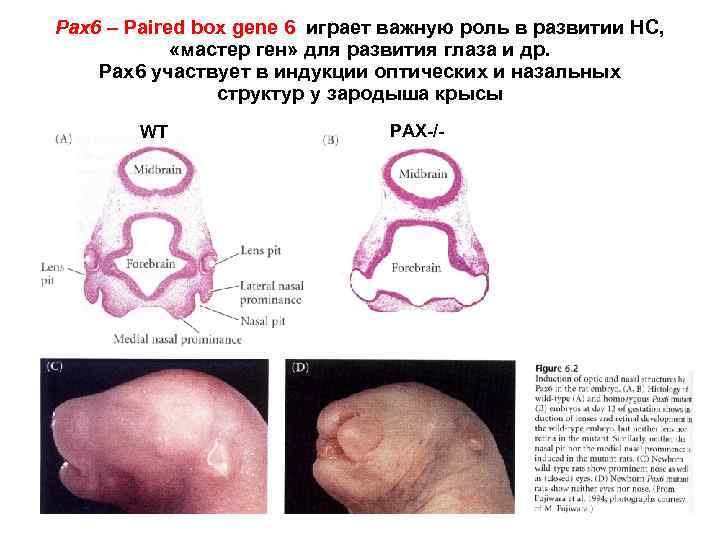 Pax 6 – Paired box gene 6 играет важную роль в развитии НС, «мастер