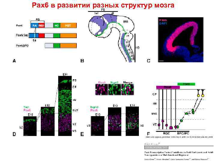 Pax 6 в развитии разных структур мозга 