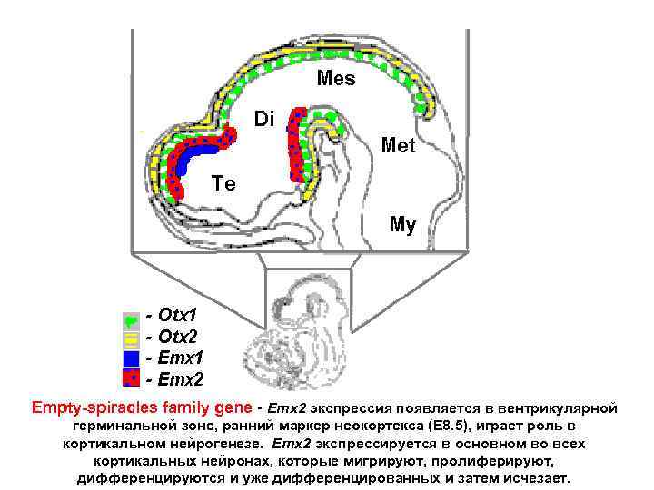Empty-spiracles family gene - Emx 2 экспрессия появляется в вентрикулярной герминальной зоне, ранний маркер