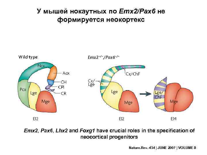 У мышей нокаутных по Emx 2/Pax 6 не формируется неокортекс Emx 2, Pax 6,