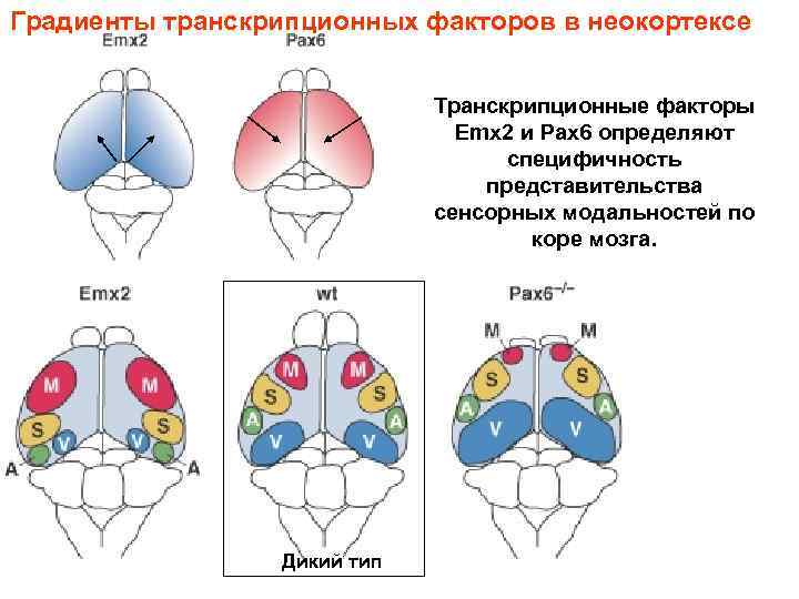 Градиенты транскрипционных факторов в неокортексе Транскрипционные факторы Emx 2 и Pax 6 определяют специфичность