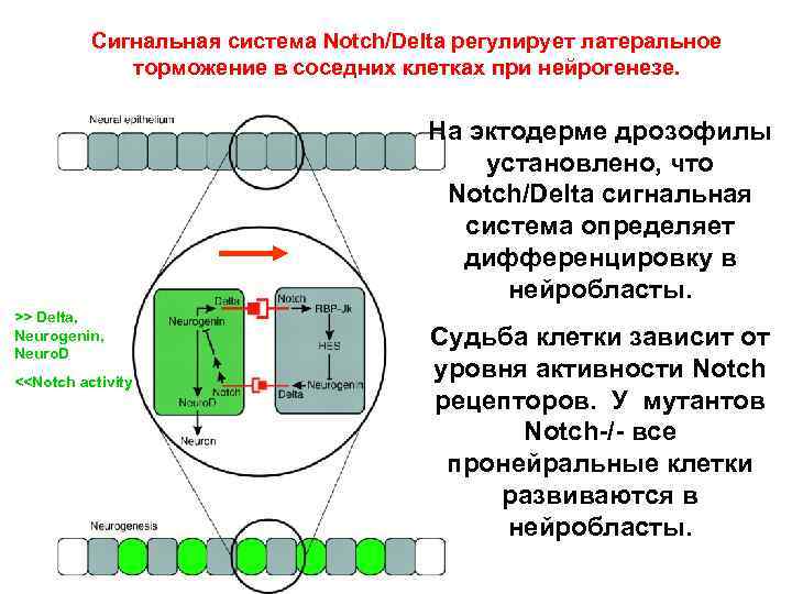 Сигнальная система Notch/Delta регулирует латеральное торможение в соседних клетках при нейрогенезе. На эктодерме дрозофилы