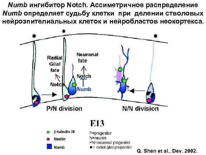 Numb ингибитор Notch. Ассиметричное распределение Numb определяет судьбу клетки при делении стволовых нейроэпителиальных клеток