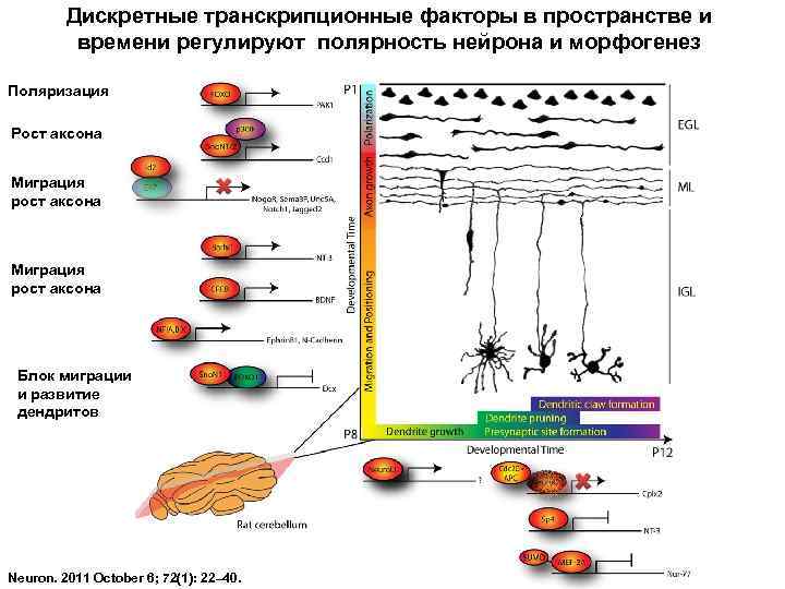 Дискретные транскрипционные факторы в пространстве и времени регулируют полярность нейрона и морфогенез Поляризация Рост