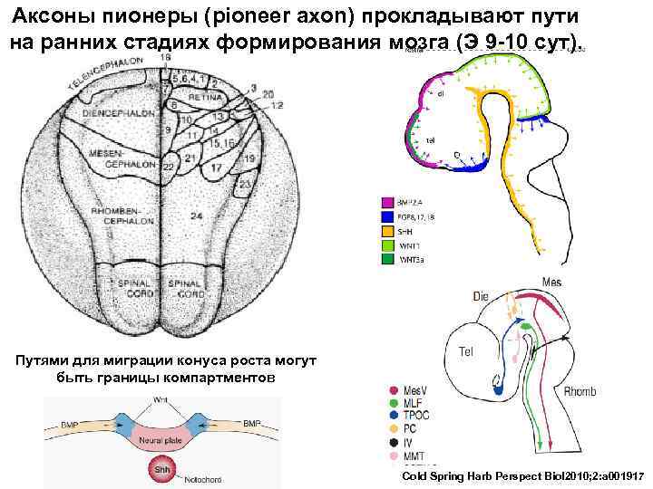 Аксоны пионеры (pioneer axon) прокладывают пути на ранних стадиях формирования мозга (Э 9 -10