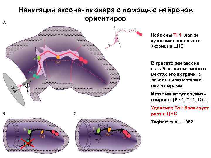 Навигация аксона- пионера с помощью нейронов ориентиров Нейроны Ti 1 лапки кузнечика посылают аксоны