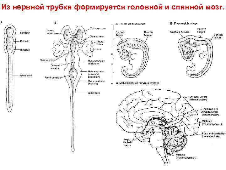 Развитие нервной системы