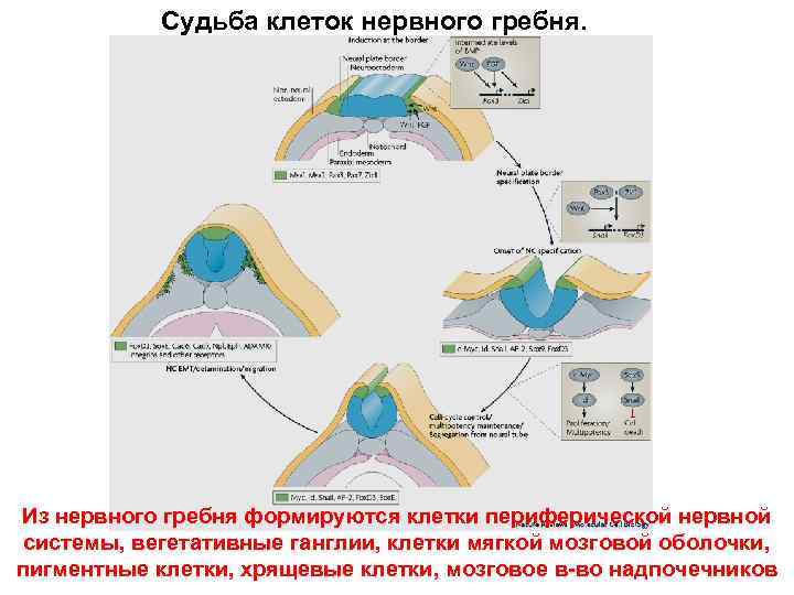 Судьба клеток нервного гребня. Из нервного гребня формируются клетки периферической нервной системы, вегетативные ганглии,
