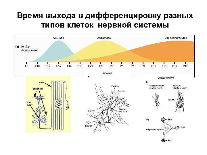 Время выхода в дифференцировку разных типов клеток нервной системы 