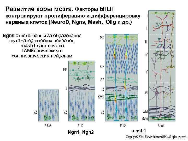 Развитие коры мозга. Факторы b. HLH контролируют пролиферацию и дифференцировку нервных клеток (Neuro. D,