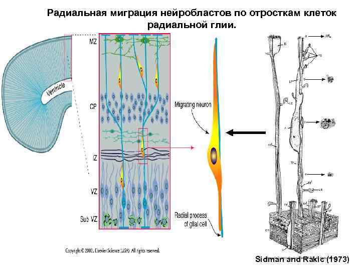 Радиальная миграция нейробластов по отросткам клеток радиальной глии. Sidman and Rakic (1973) 