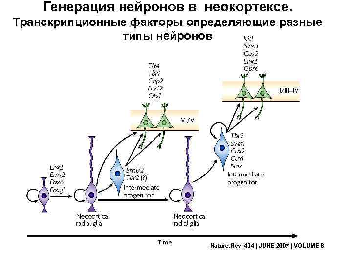 Генерация нейронов в неокортексе. Транскрипционные факторы определяющие разные типы нейронов Nature. Rev. 434 |