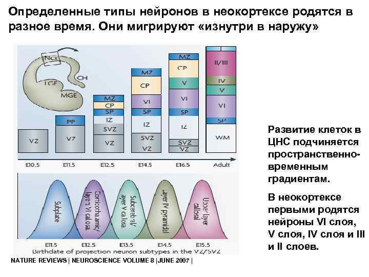 Определенные типы нейронов в неокортексе родятся в разное время. Они мигрируют «изнутри в наружу»