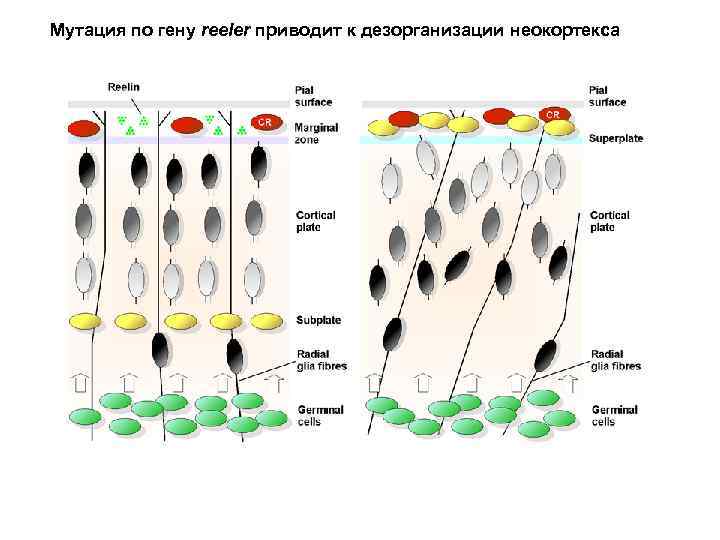 Мутация по гену reeler приводит к дезорганизации неокортекса 