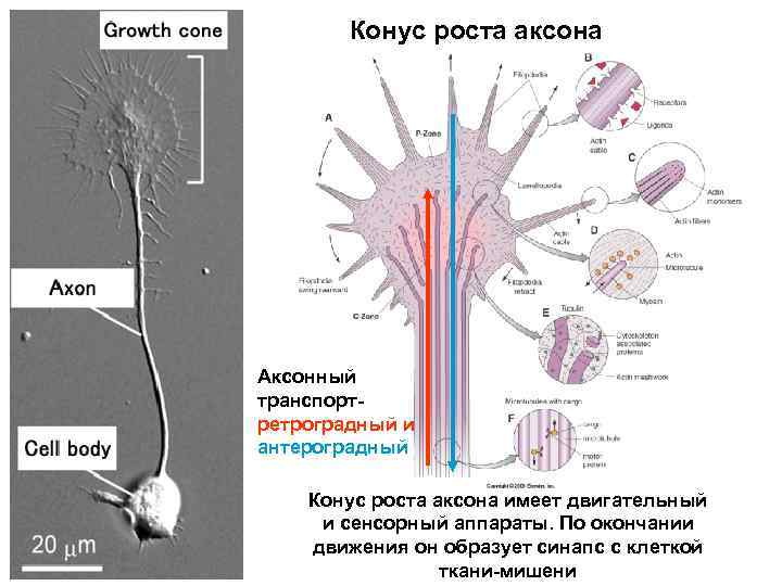 Конус роста аксона Аксонный транспортретроградный и антероградный Конус роста аксона имеет двигательный и сенсорный