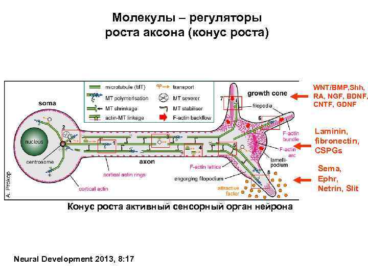 Молекулы – регуляторы роста аксона (конус роста) WNT/BMP, Shh, RA, NGF, BDNF, CNTF, GDNF