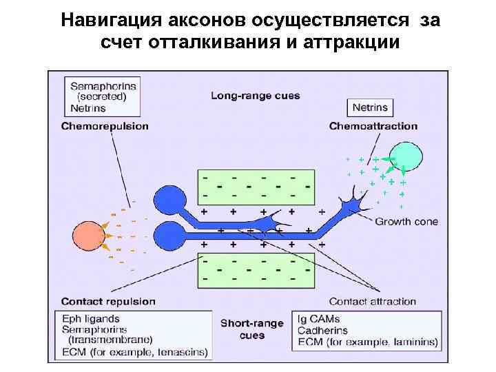 Навигация аксонов осуществляется за счет отталкивания и аттракции 