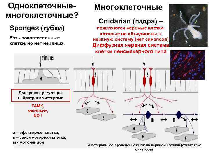 Одноклеточныемногоклеточные? Sponges (губки) Есть сократительные клетки, но нет нервных. Многоклеточные Cnidarian (гидра) – появляются