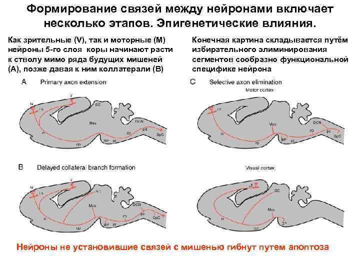 Формирование связей между нейронами включает несколько этапов. Эпигенетические влияния. Как зрительные (V), так и